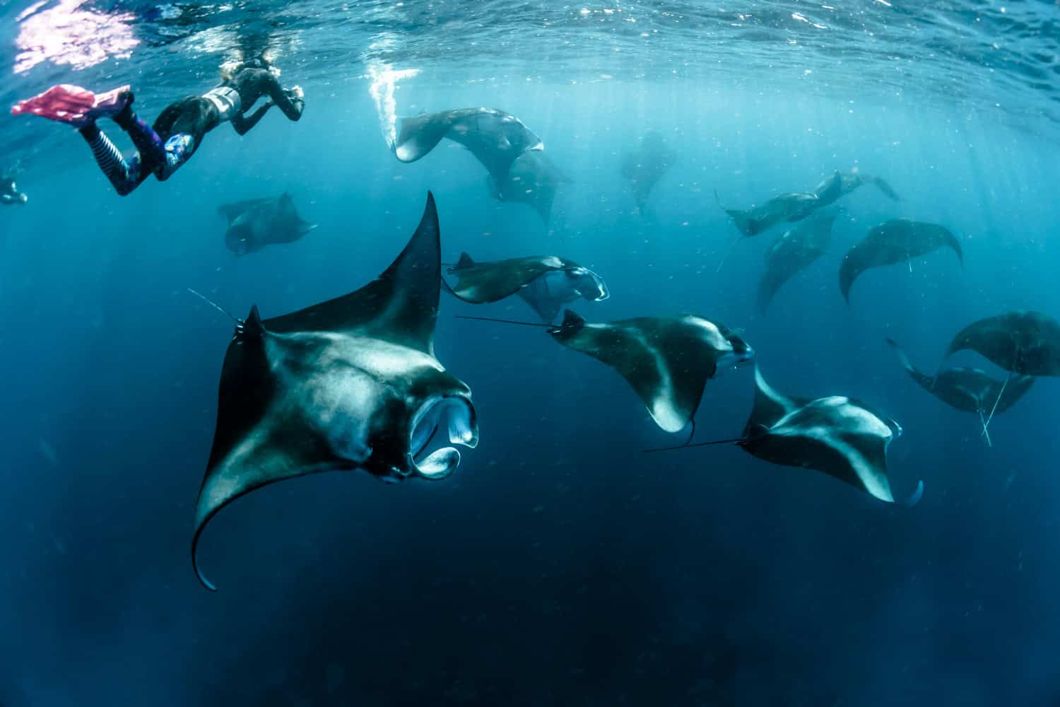 Taucher schwimmt mit Mantarochen im offenen Meer der Malediven, klares Wasser und beeindruckende Unterwasserwelt